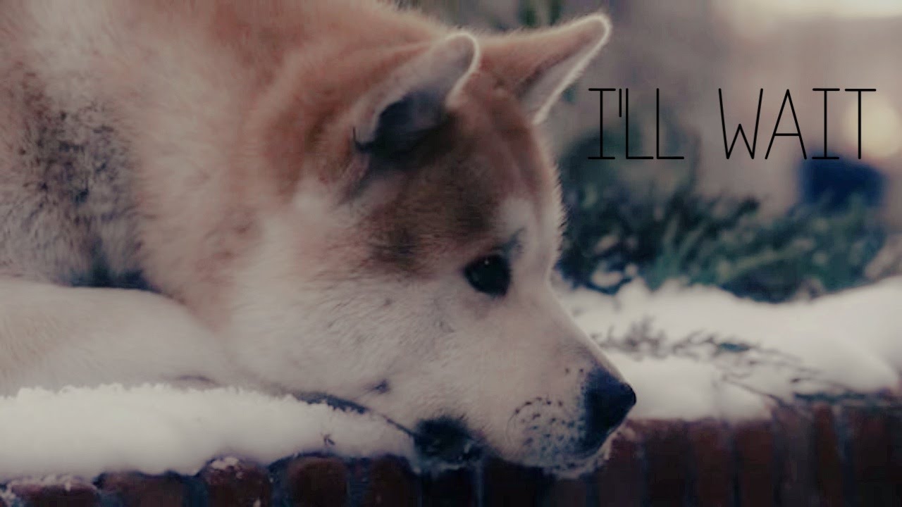 i'll wait | hachiko
