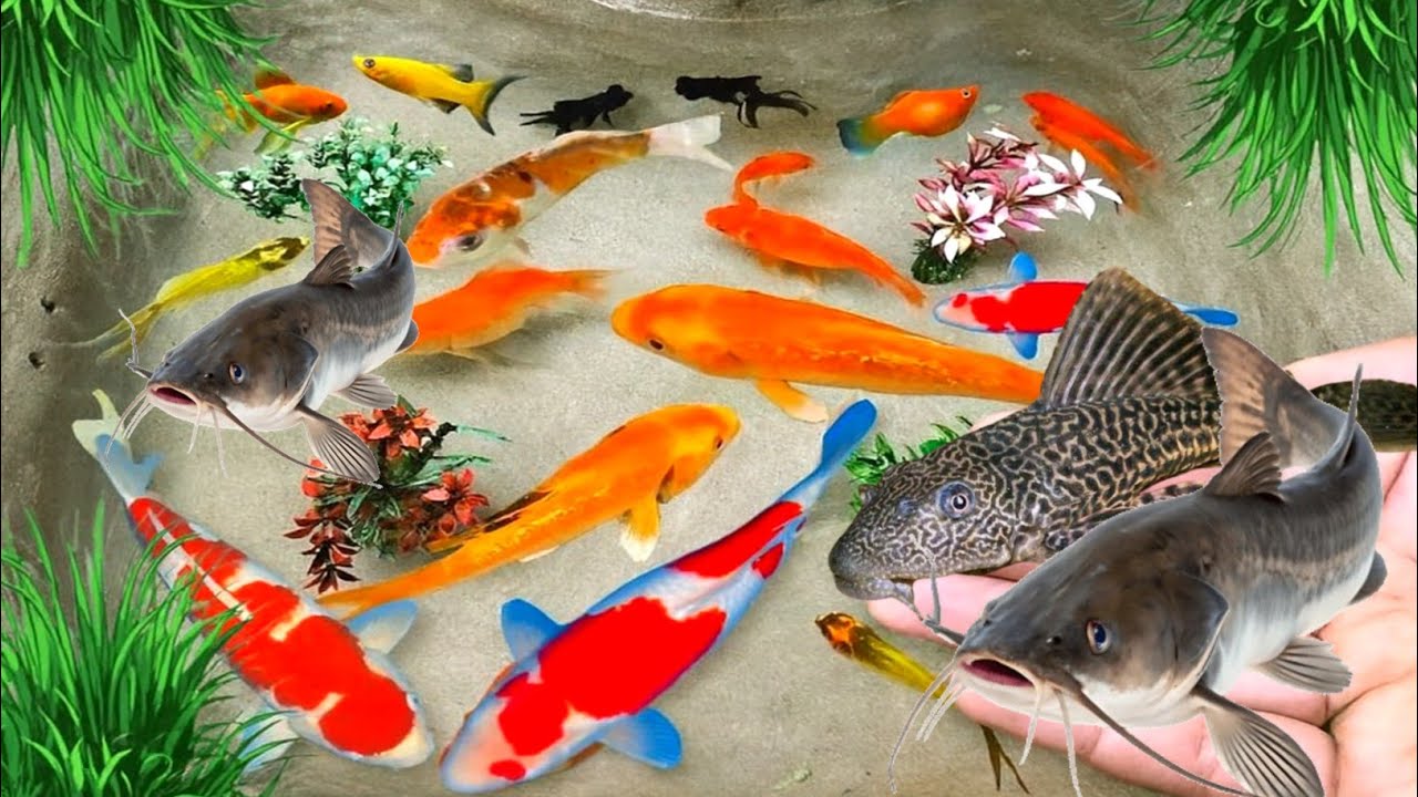 Unboxing Ikan Hias, Ikan Cupang, Ikan Koi, Ikan guppy, Ikan Mas Koki, Ikan Glofish, Ikan Lele #11