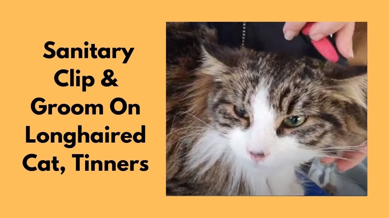 Sanitary Clip & Groom On Longhaired Cat