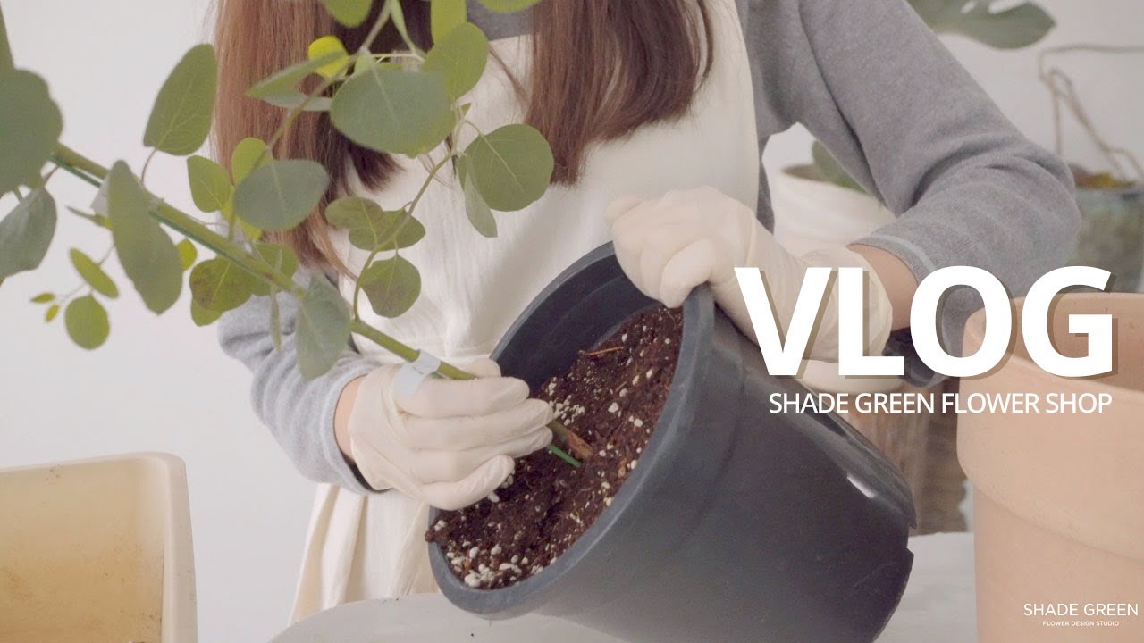 ENG / flower shop vlog | 지친 마음에도 싱그러운 위로가 찾아올 거예요 /식물기르는 방법, 반려식물 기르기