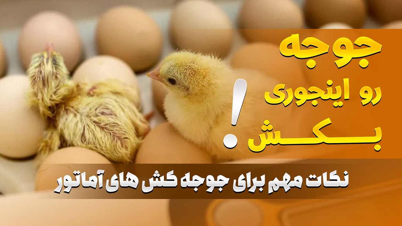 نکات حیاتی برای جوجه کش های حرفه ای | بدون اطلاع جوجه کشی نکن !