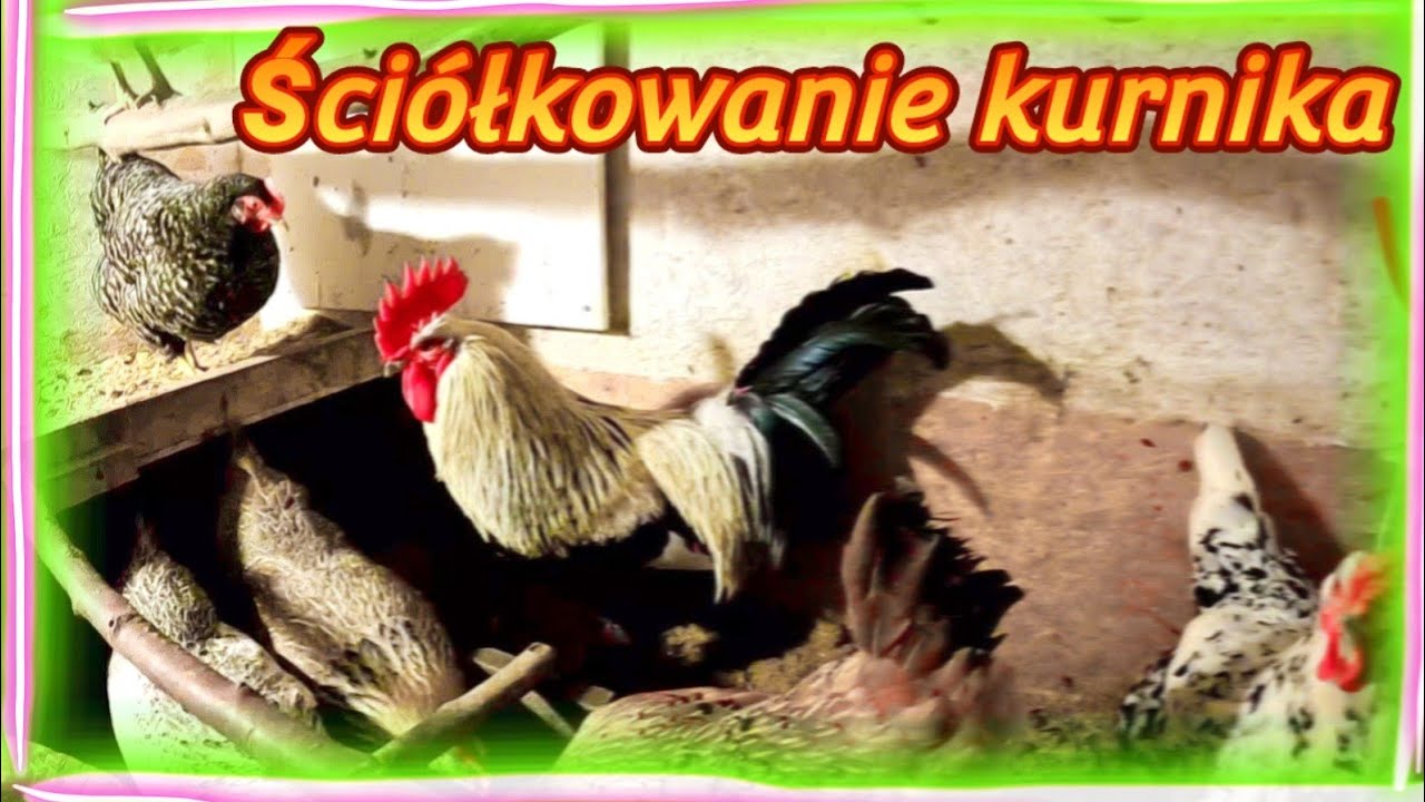 Ściółka w kurniku | Jaką ściółkę stosujesz w swoim kurniku?