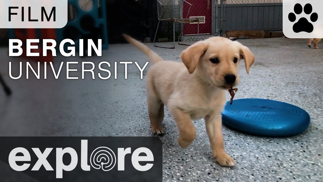 Bergin University of Canine Studies - Film