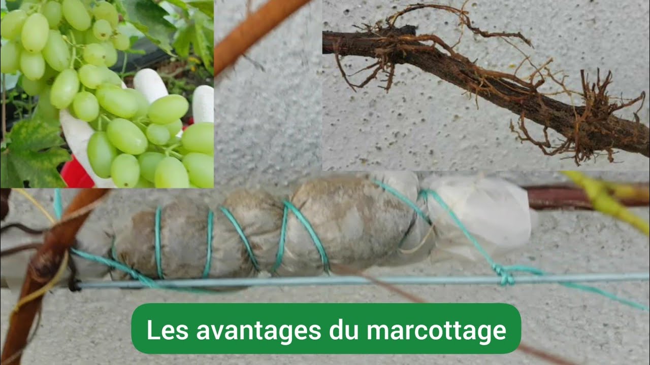 Comment marcotter la vigne  ( Marcottage aérien )