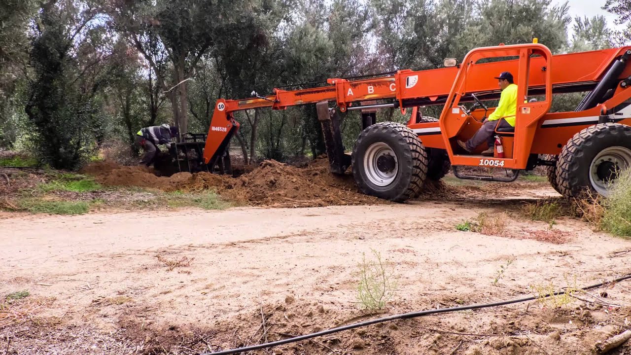 How we Transplant Olive Trees - From Our Farm to Your Yard!