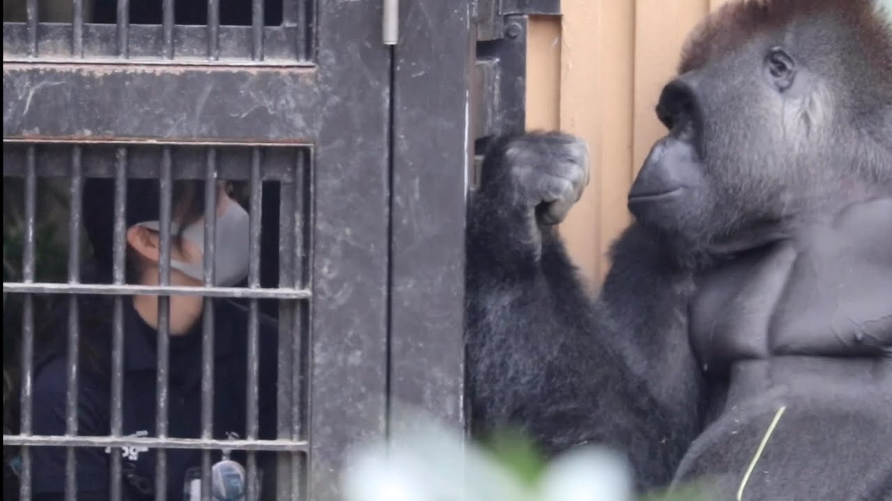 息子達を撮影する飼育員さんを呼ぶ父モモタロウ⭐️ゴリラ Gorilla【京都市動物園】Momotaro calling out to the keeper who is filming his son