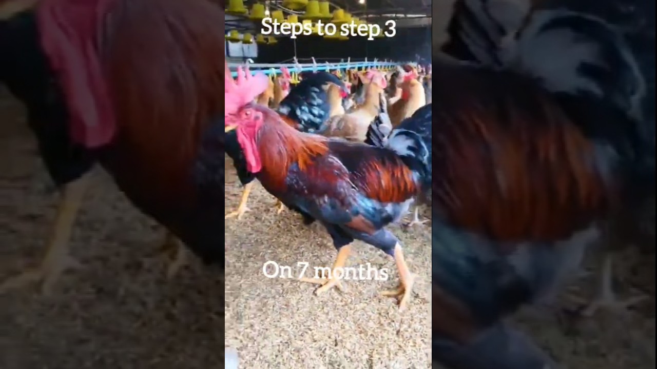 From 3 to 7 Months: Watch Our Chickens Grow! #chicken #layerpoultry #poultrytips