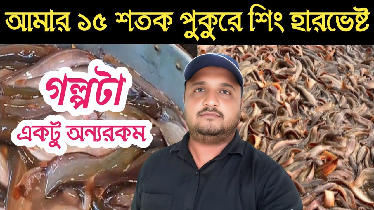 শিং মাছ চাষ করে লাভ না ক্ষতি? পুরো সত্য জানুন | Shing Fish Farming Bangladesh / বংশীএগ্রো
