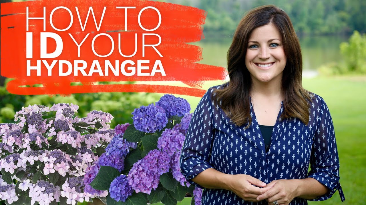 How to Identify Hydrangeas | Proven Winners Guide