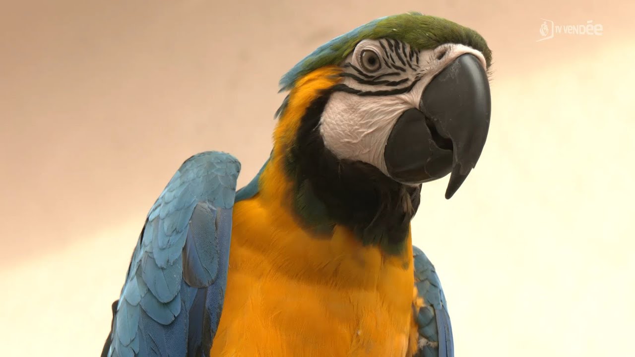 Jard-sur-Mer : Deux oiseaux insolites attisent la curiosité des vacanciers