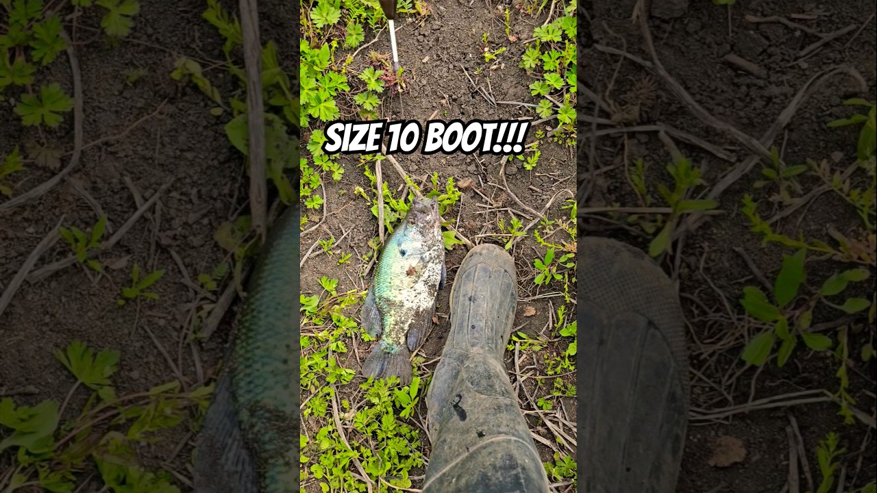 As big as my size 10 mud boots! #fishing