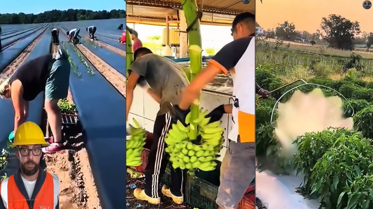 Smart & Hardworking Workers &ndash; The Ultimate Skills Compilation! 💪