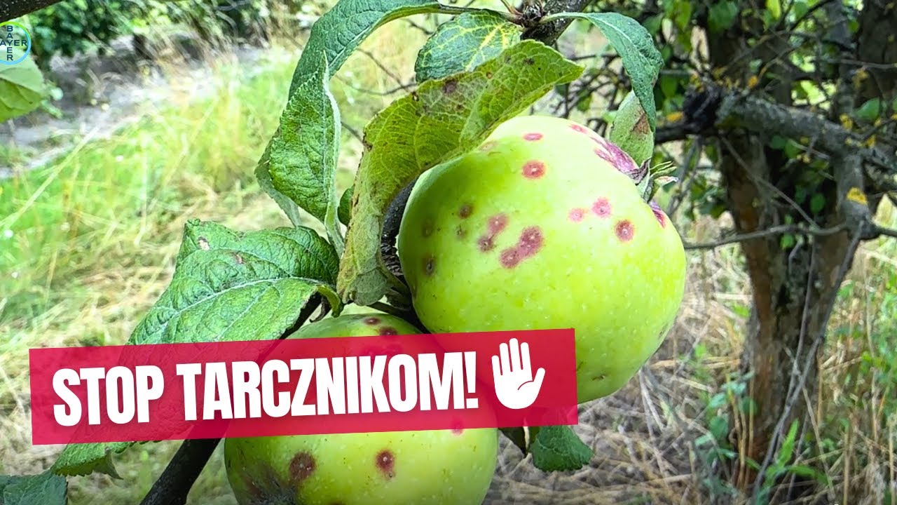 Sadownicze Espresso: Jak skutecznie zwalczać tarcznika niszczyciela w sadach?