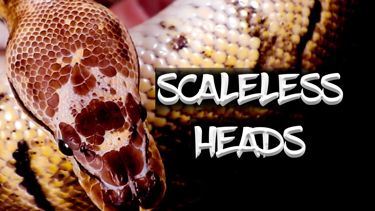 Update on my Scaleless Head Ball Python Project