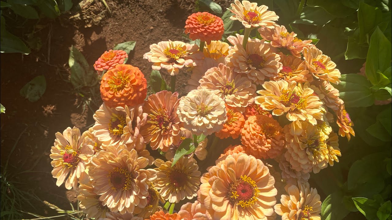 Обзор циннии Floret от Blooms on the Hill