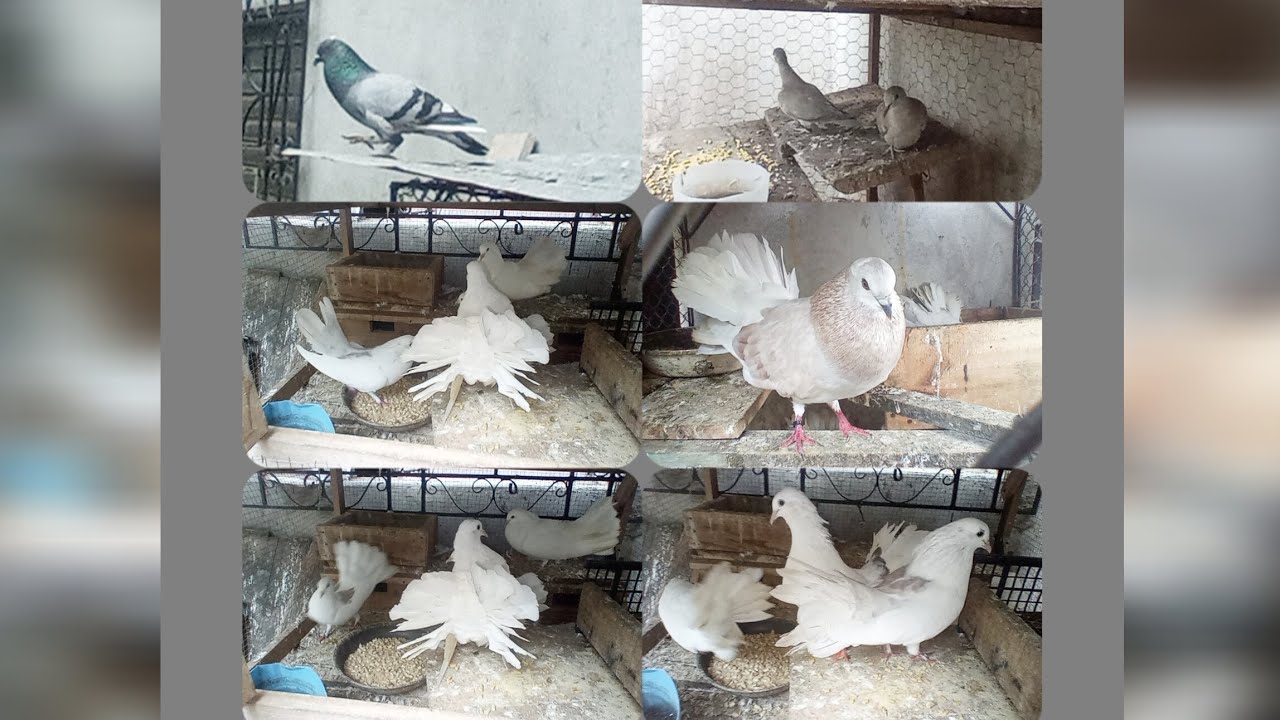 MOSTRANDO LAS PALOMAS colipavas MIRAD CUANTA VELLEZA 🥺😍🕊️🕊️😍