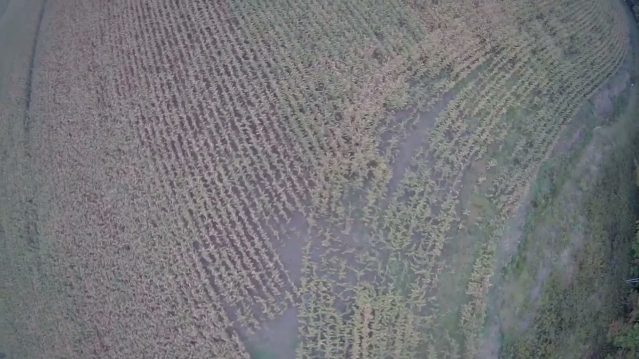 busters corn check 10-3 upper field