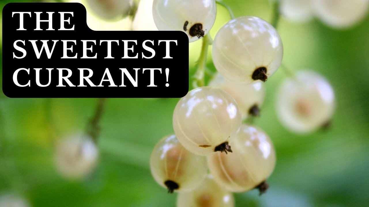 How to Grow Delicious Currants | Planting White Currants