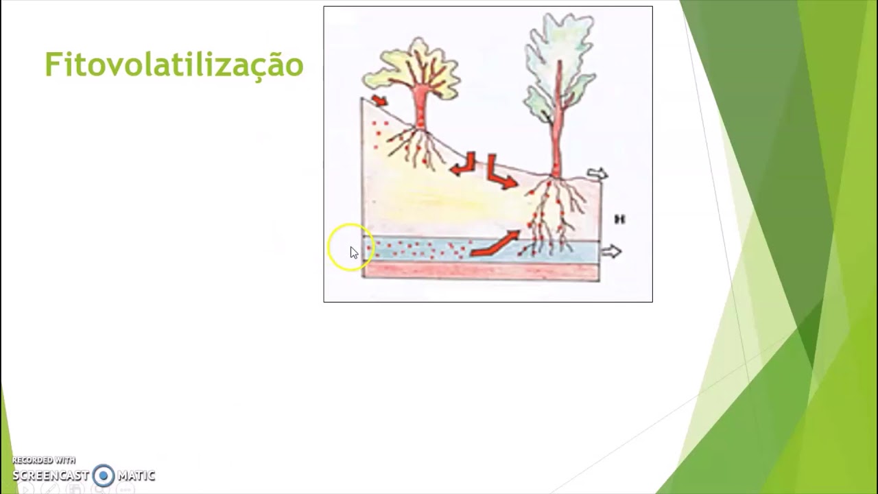 Fitorremediação