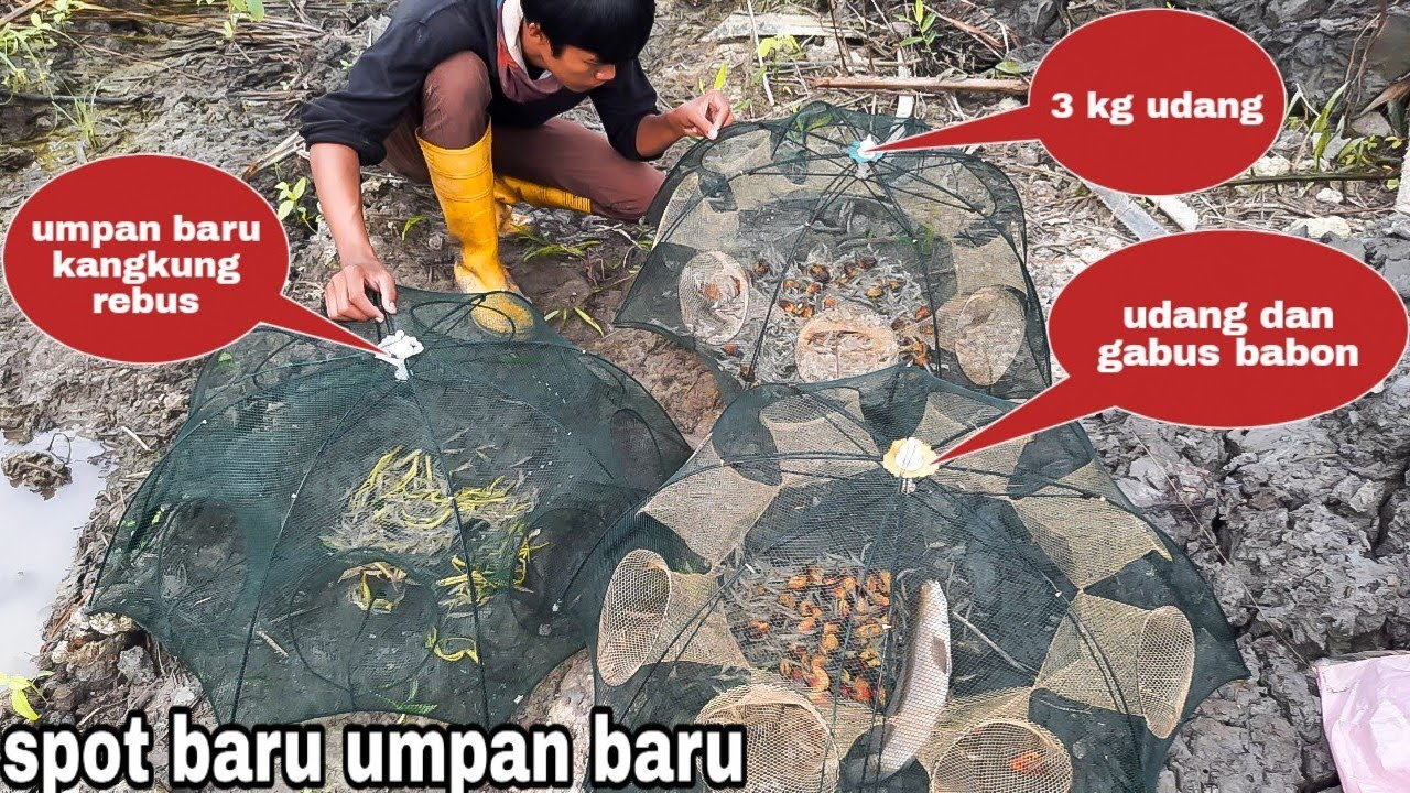 Gak nyangka hasilnya bisa sebanyak ini bubu payung tes umpan kangkung rebus