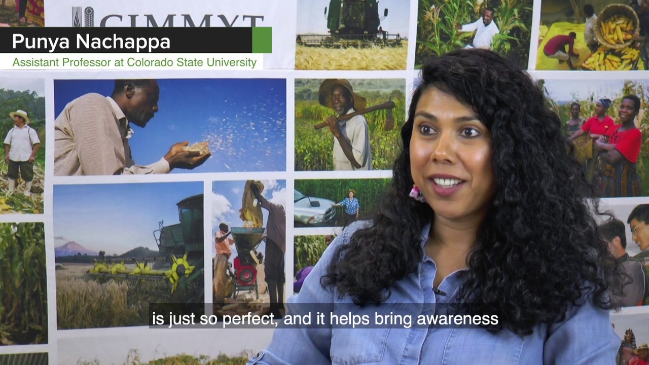 Entomologist Punya Nachappa on wheat curl mites and how to fight them