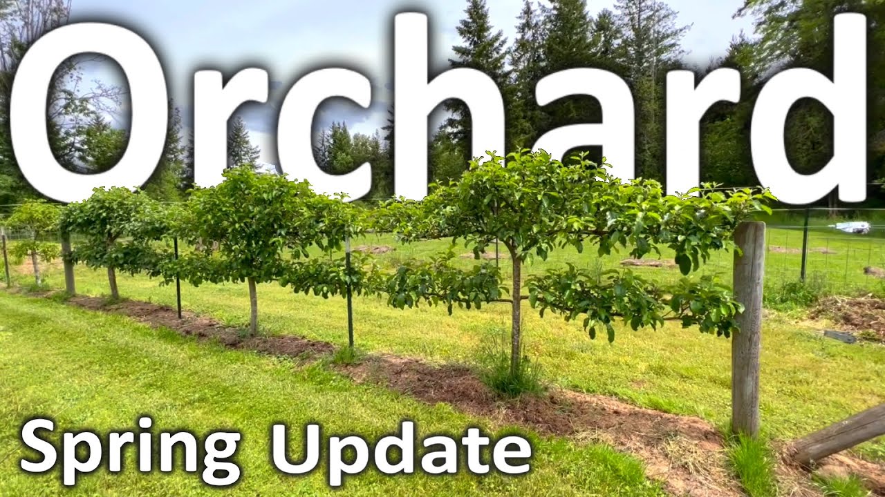 Fruit Orchard Tour Ep. 4 | Spring Update in the Backyard Garden | Loaded with Young Fruit!
