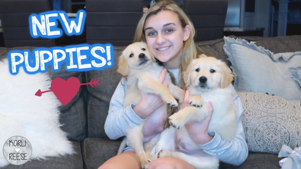 I GOT 2 GOLDEN RETRIEVER PUPPIES!!