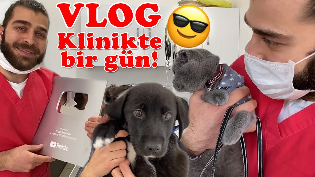 VLOG | День в ветеринарной клинике! Наша серебряная награда 100K! #TheVet