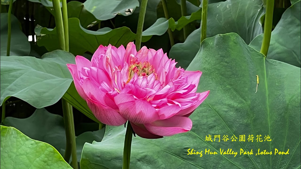 城門谷公園荷花池 - Shing Mun Valley Park ,Lotus Pond
