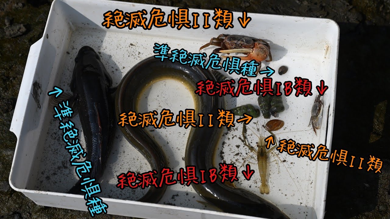 数十種の絶滅危惧種が住む有明海最強の塩生湿地が凄すぎた！