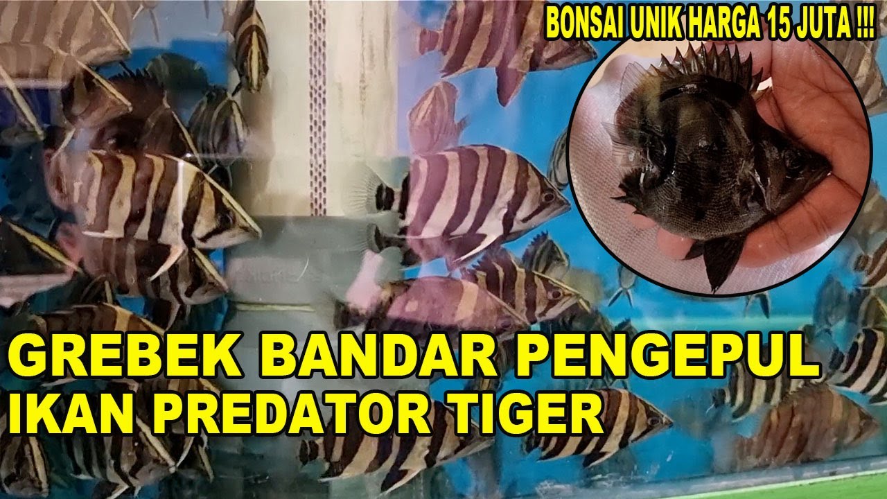 GREBEK BANDAR PENGEPUL IKAN PREDATOR TIGER FISH
