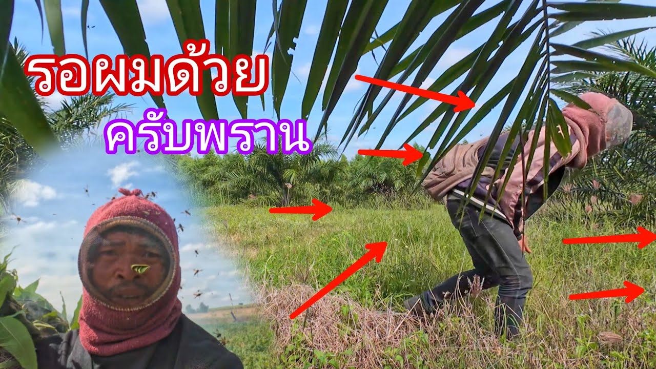 โอโห !! ขนาดพรานหมึกยังต้องวิ่งหนี คิดว่าจะดุแค่ไหน ผึ้งรังนี้ดุมากตีทอยได้ครึ่งต้นก็ลงมาต่อยยับ