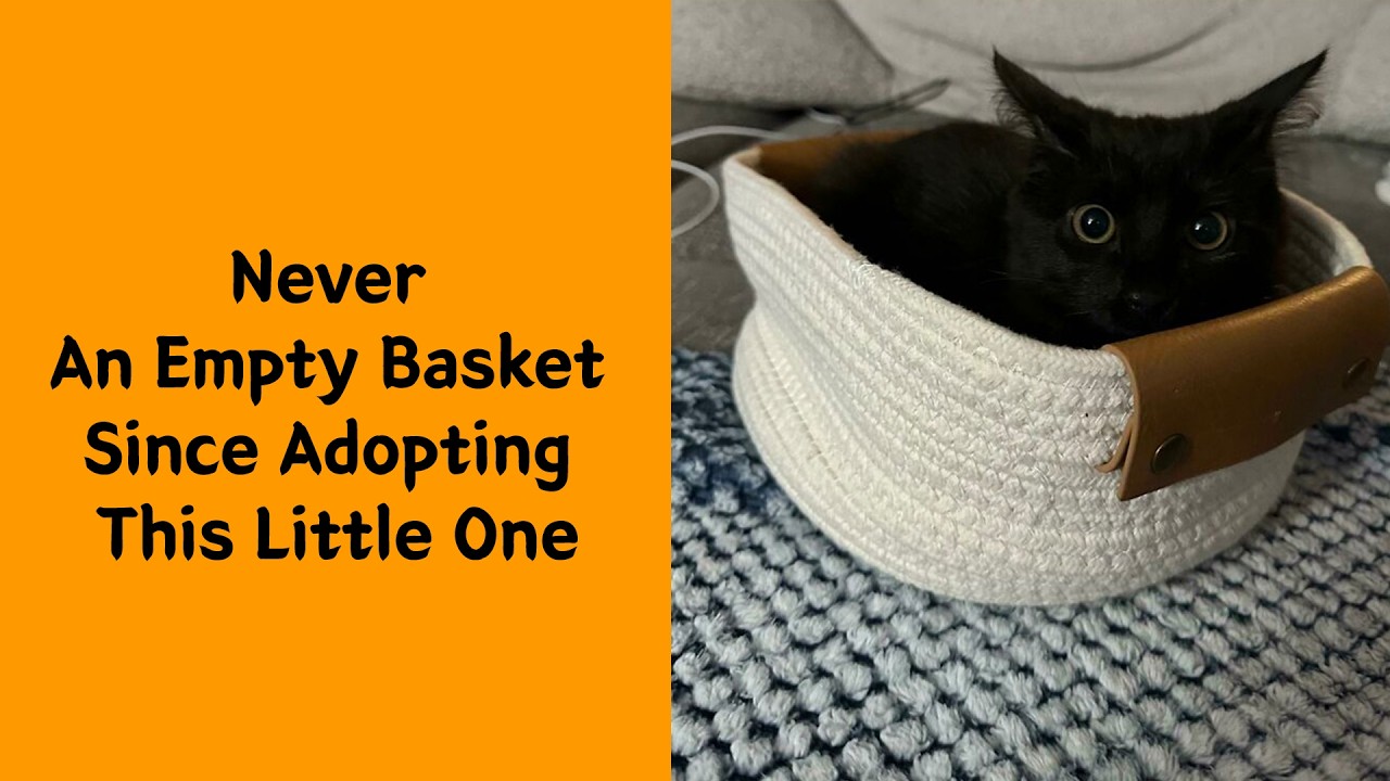 50 Chaotic Cat Moments That Instantly Boost Your Mood