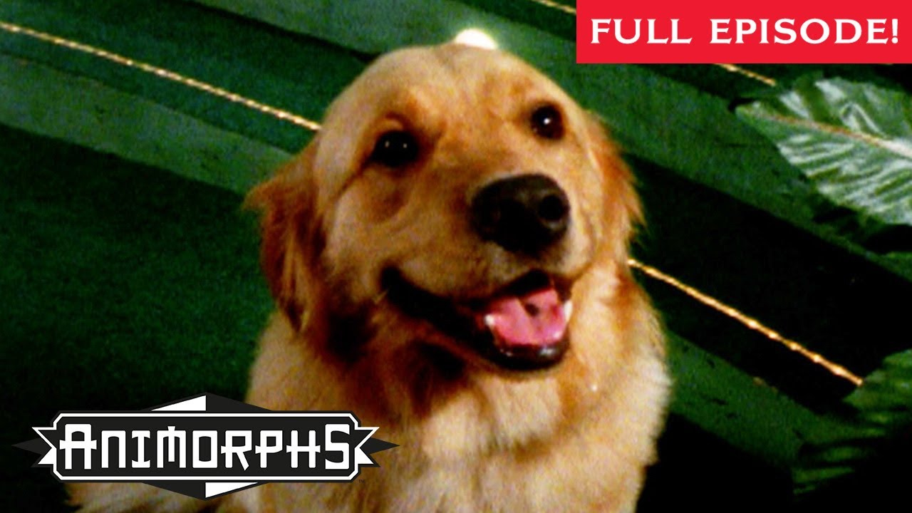 On the Run | Full Episode | Animorphs | Scholastic Classic