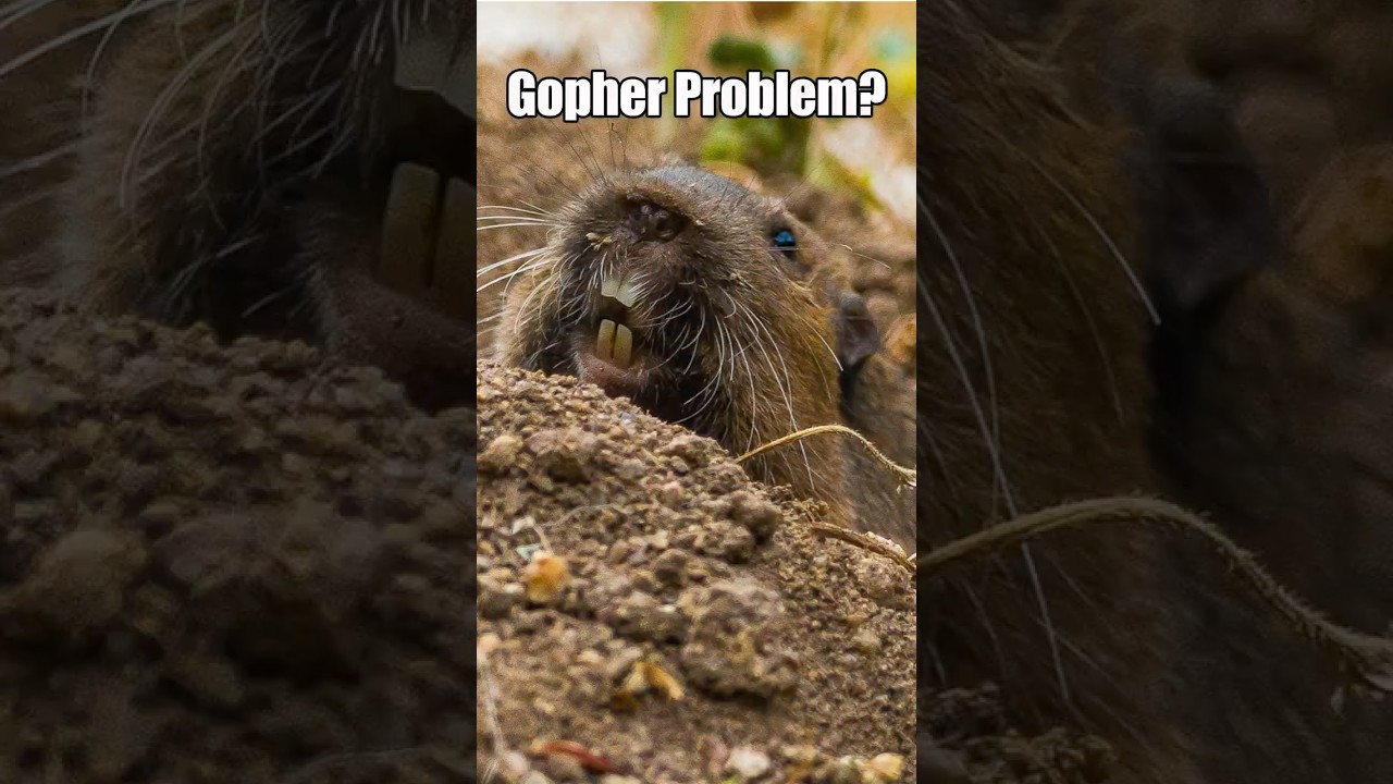Gopher Problem? Watch This Trap Work Fast!