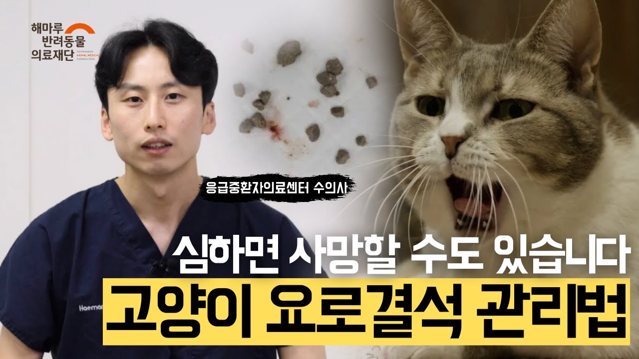 극심한 통증! 심하면 사망까지? l 고양이 대표 질환 요로결석의 모든 것