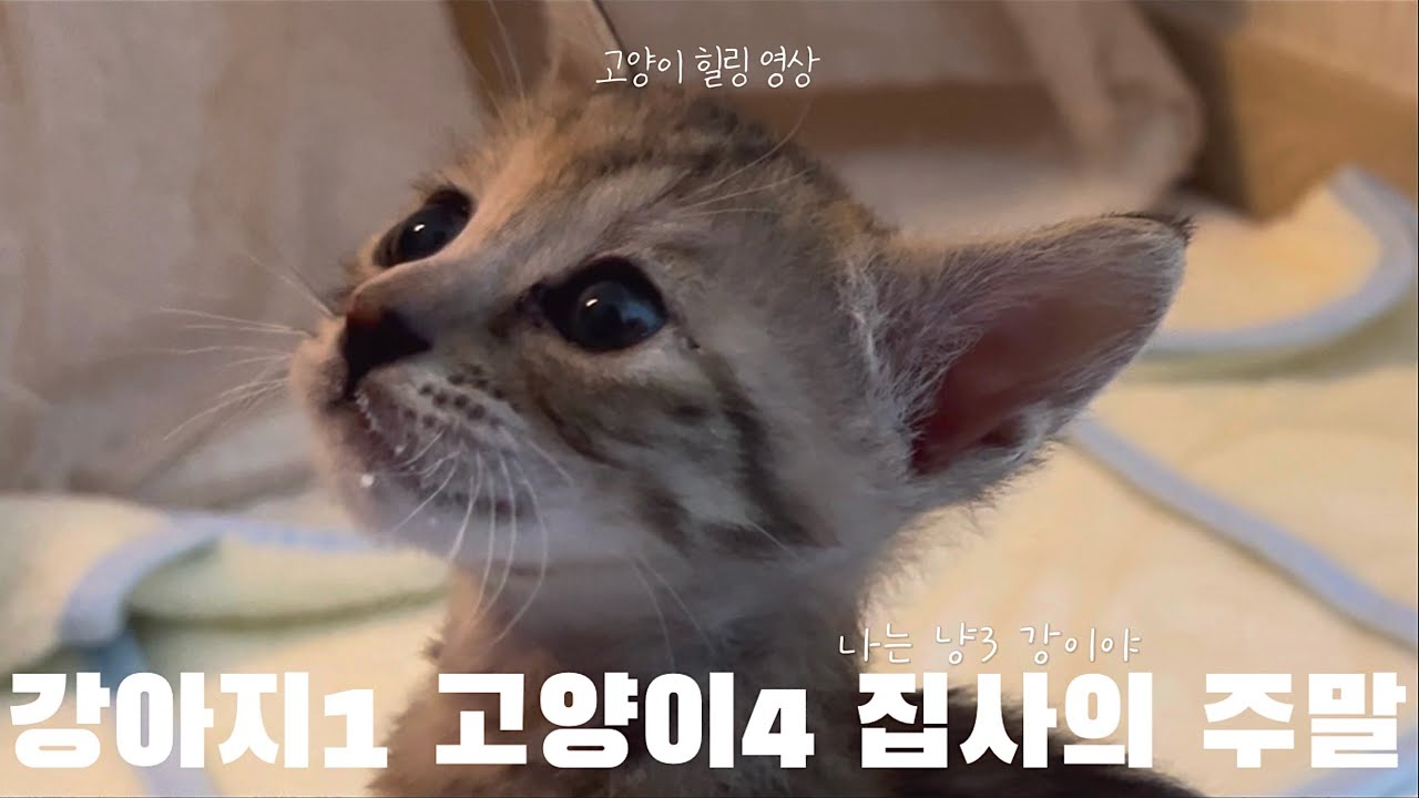 멍냥냥냥+냥네 집사의 주말 / 유기묘, 구조묘 일상