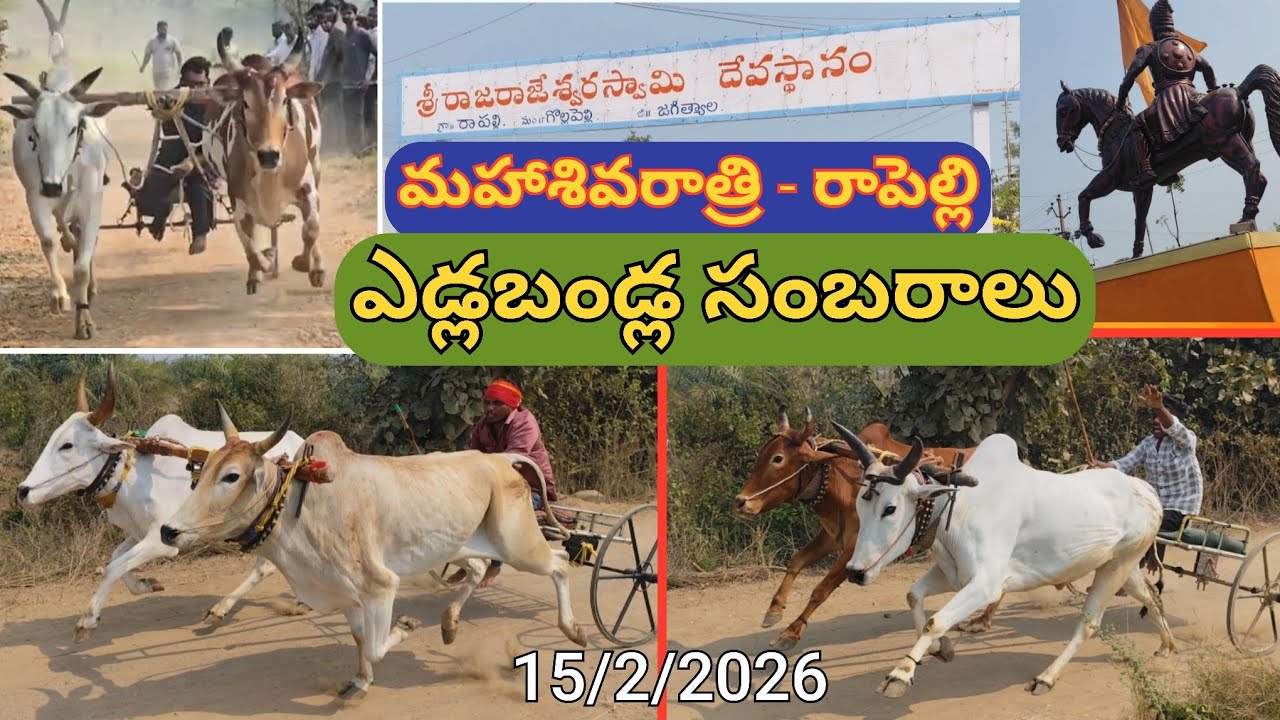 మహాశివరాత్రి జాతర రాపెల్లి లో ఎడ్ల బండ్ల సంబరాలు//rapalle bulls festival//Riders