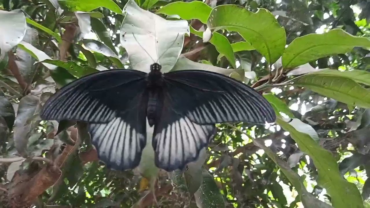 Beautiful Black Butterfly