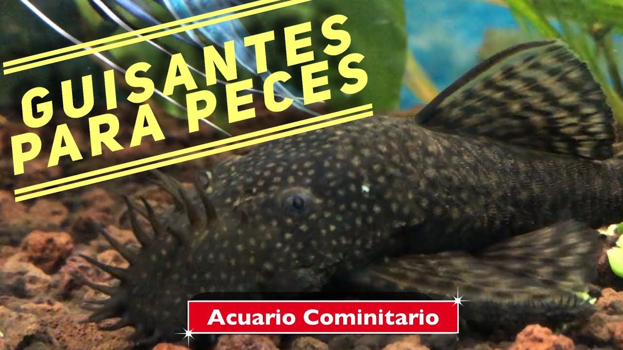 Guisantes para peces