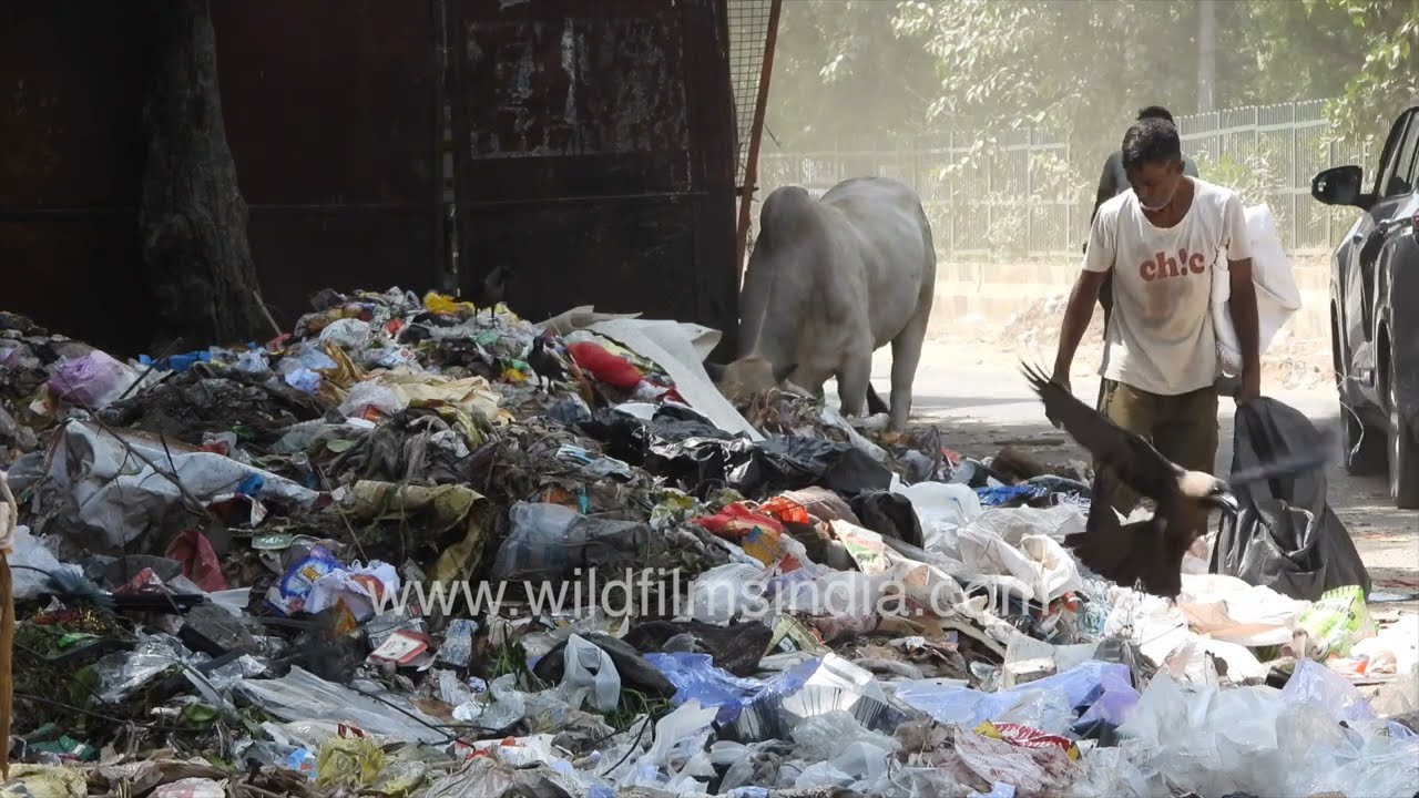 Waste collectors sort MCD garbage on dirty filthy street in Chhatarpur Delhi, cows eat off the trash