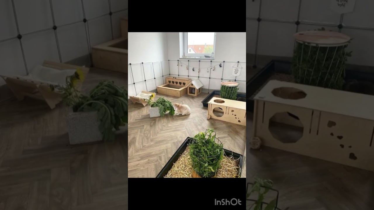 Id&eacute;es d&rsquo;enclos pour lapin #lapin #ideas  #new #rabbit