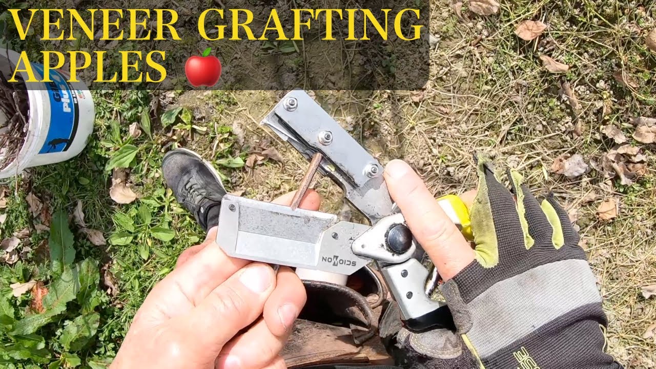Apple Veneer grafting | Scionon Grafting Shears - SGS4-20R
