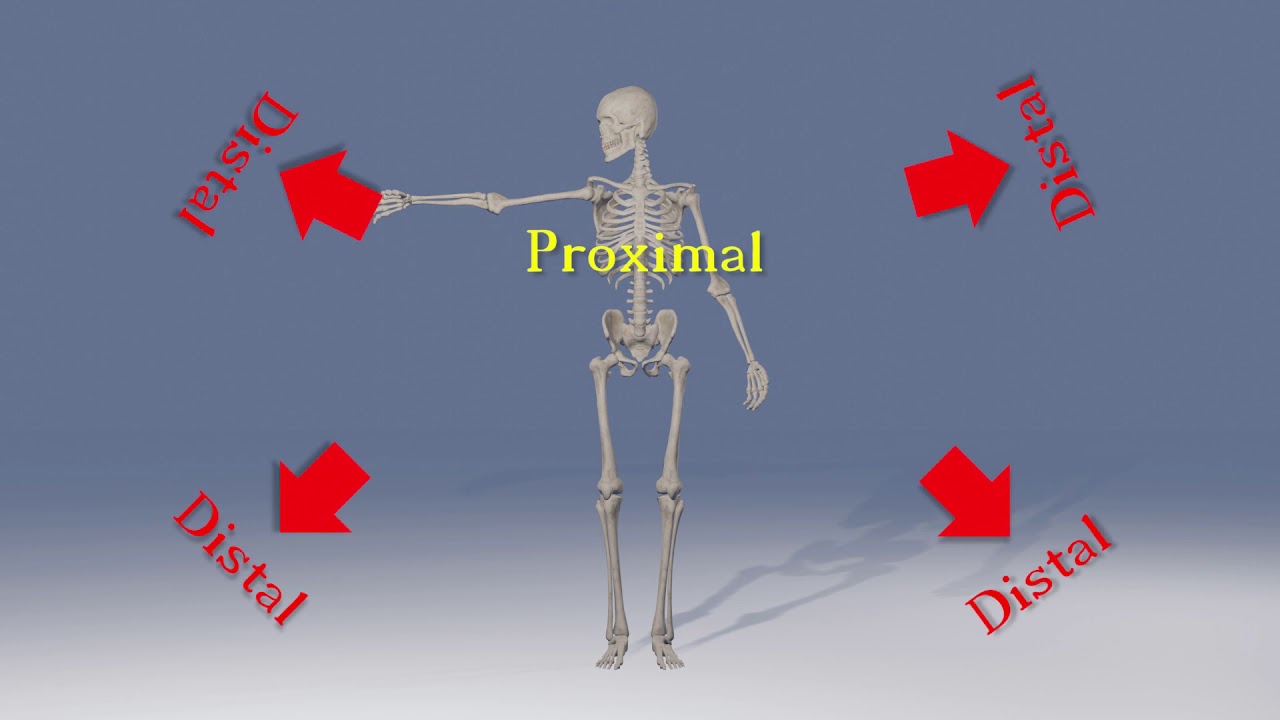 Location in Anatomy