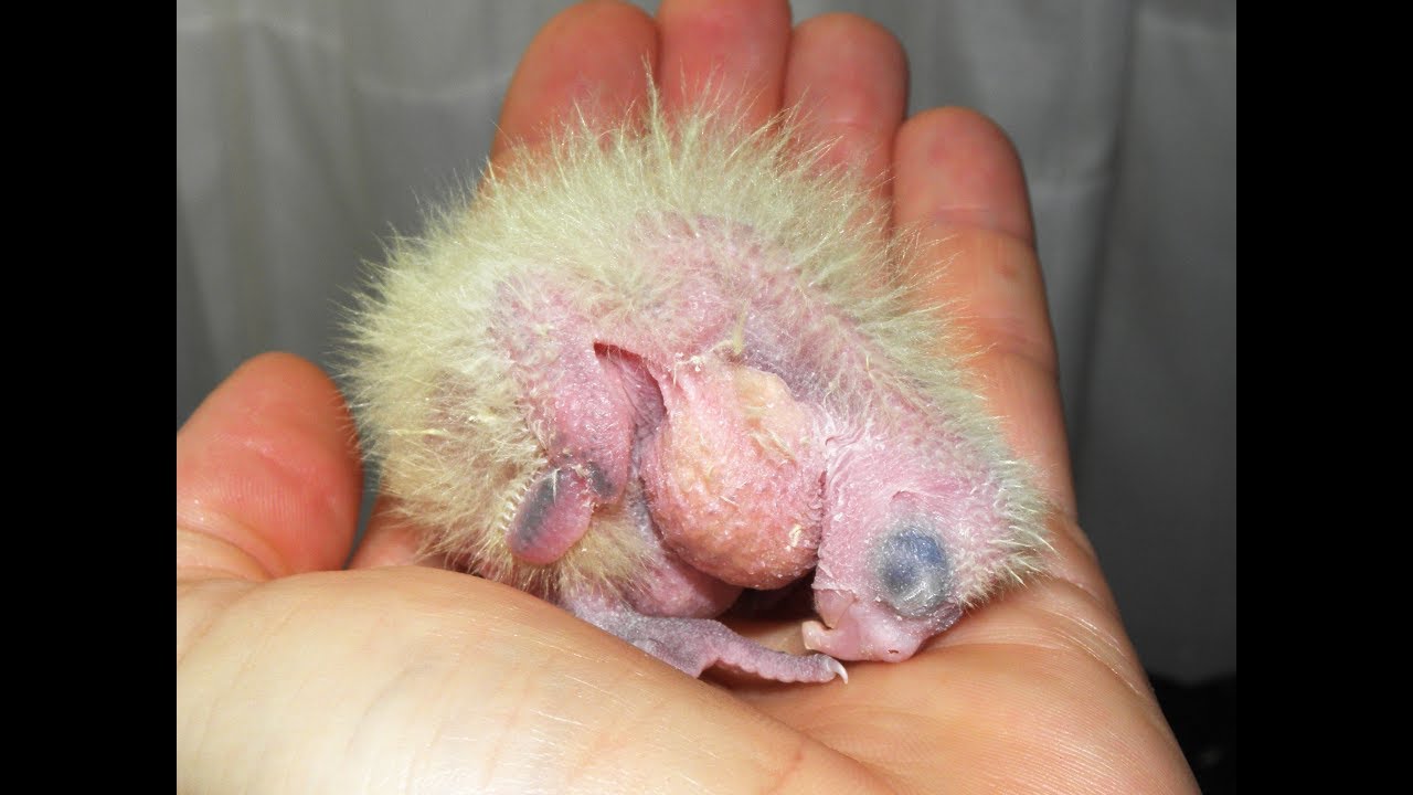 La crescita delle baby calopsitte.