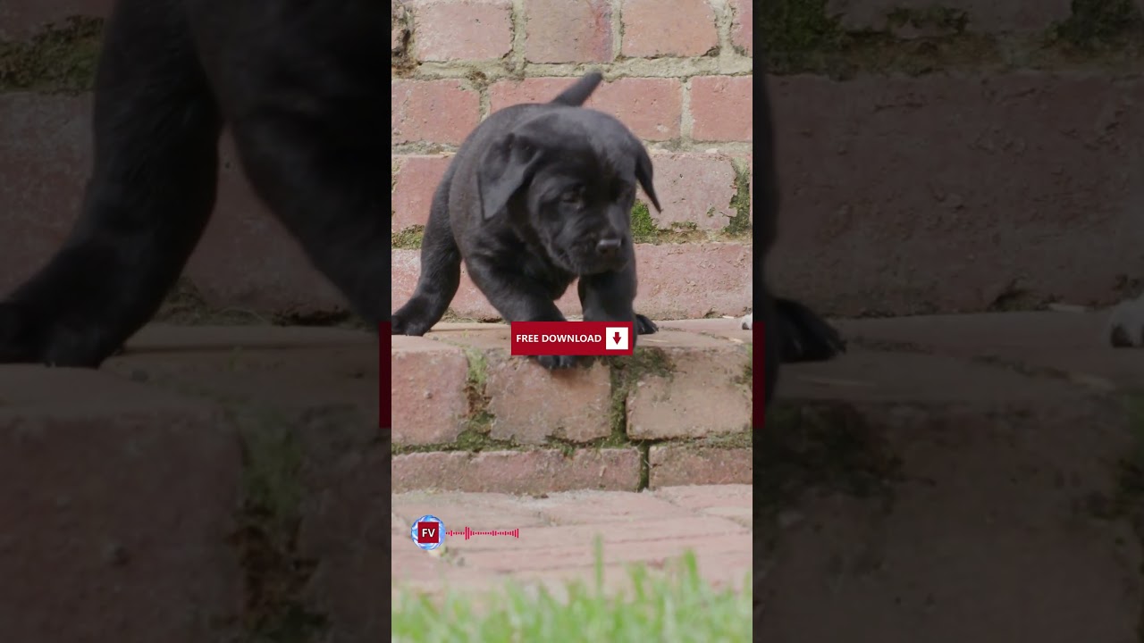 Happy Paws Bounce| Royalty Free Music Free Download (Copyright Free)