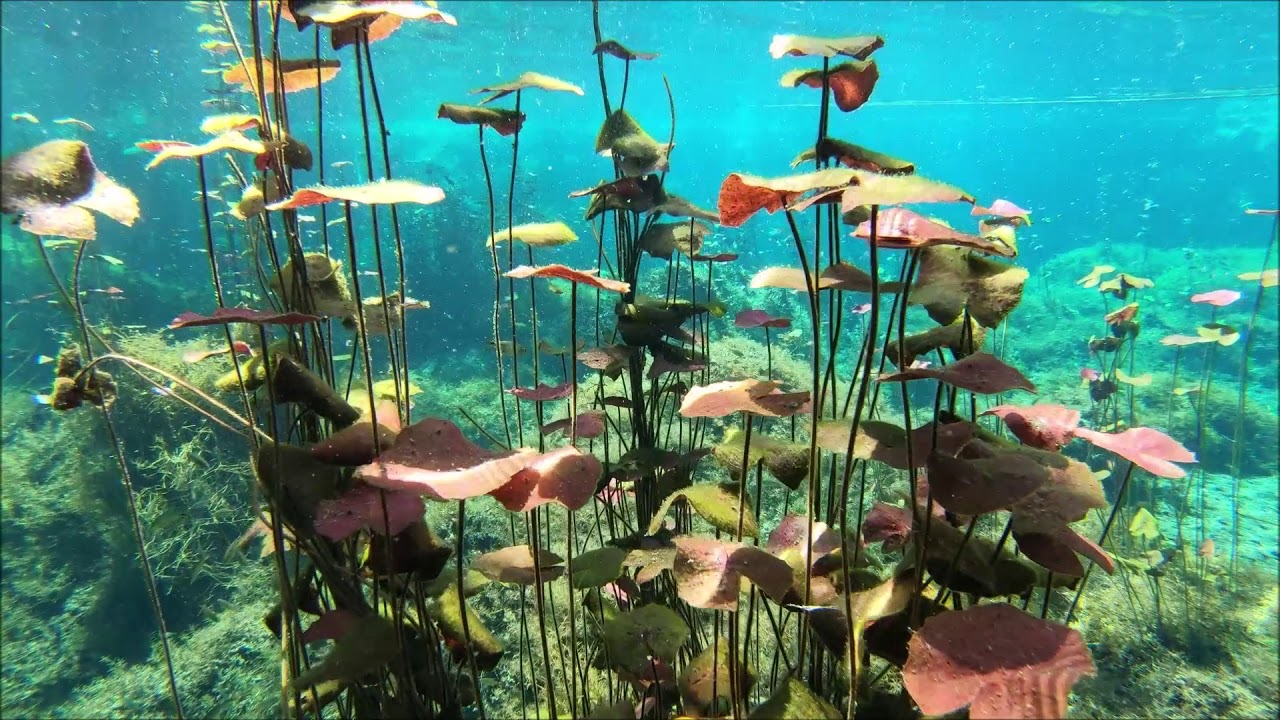 Cenote Corazon del Paraiso