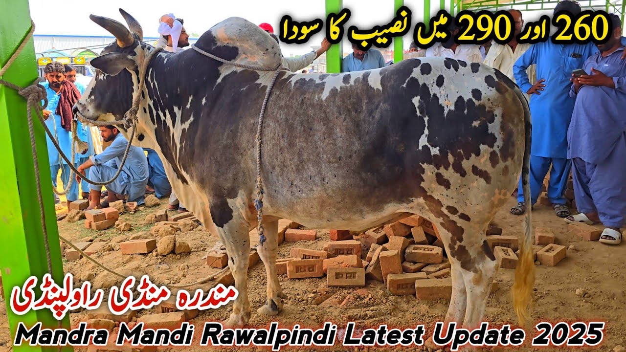 260K 290K Naseeb Ka Soda_Mandra Mandi Rawalpindi Latest Update 21 May 2025 | Bhatta Chowk Mandi