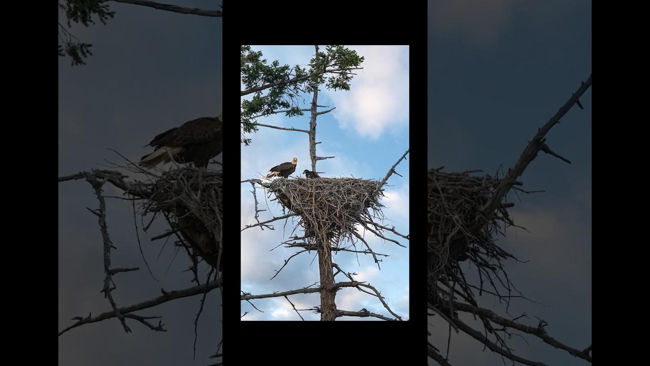 Finding eagles in their huge nest! Wildlife photography at its best. #wildlifephotography