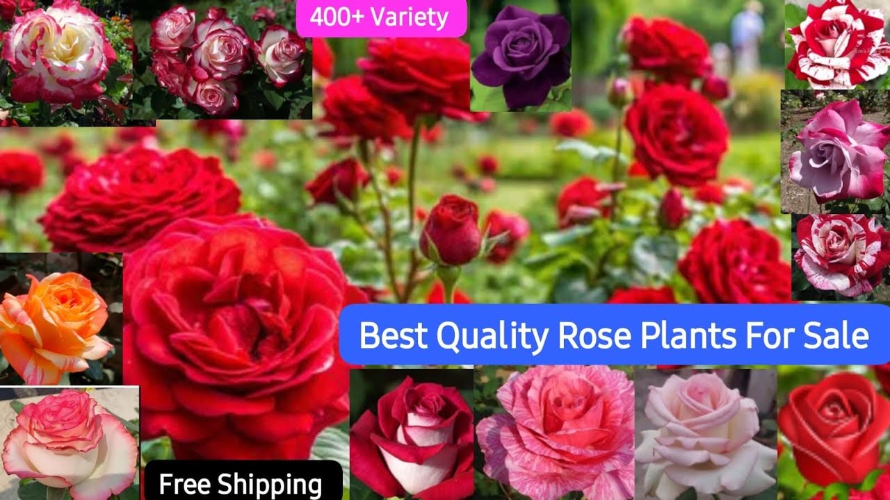 Rose Day Special🌹Valentines Week Special🎁Best Quality Rose Plants For Sale🌹WhatsApp-8250221446